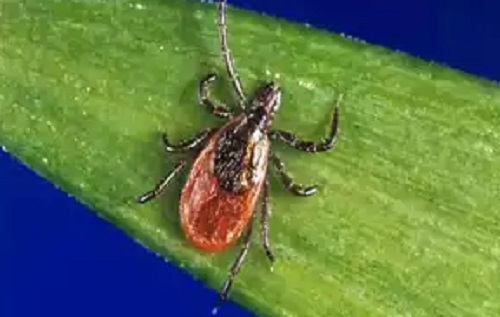 Maine reports the first fatality case from the Powassan virus this year; learn more about the virus